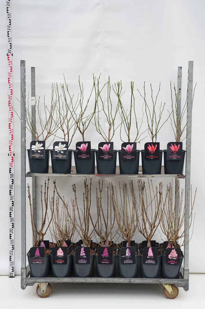 Buskmix: Syren & Magnolia 50-60 cm, C4,5 (4,5 liters kruka)