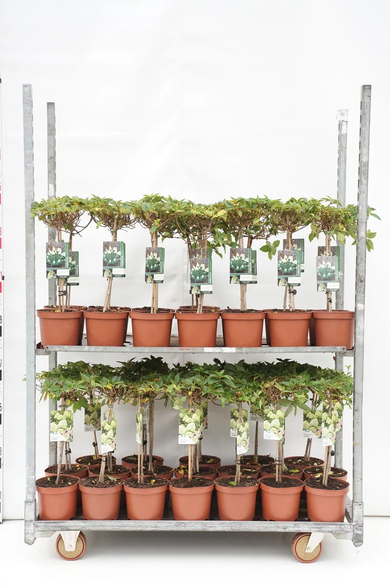 Hydrangea pan. i sorter, 30 cm stam, C3 (3 liters kruka) / 19 cm kruka