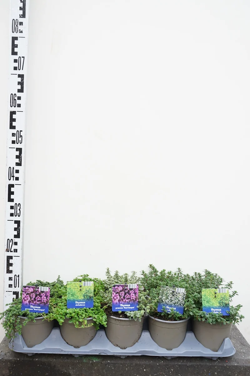 Thymus i olika sorter 12 cm kruka
