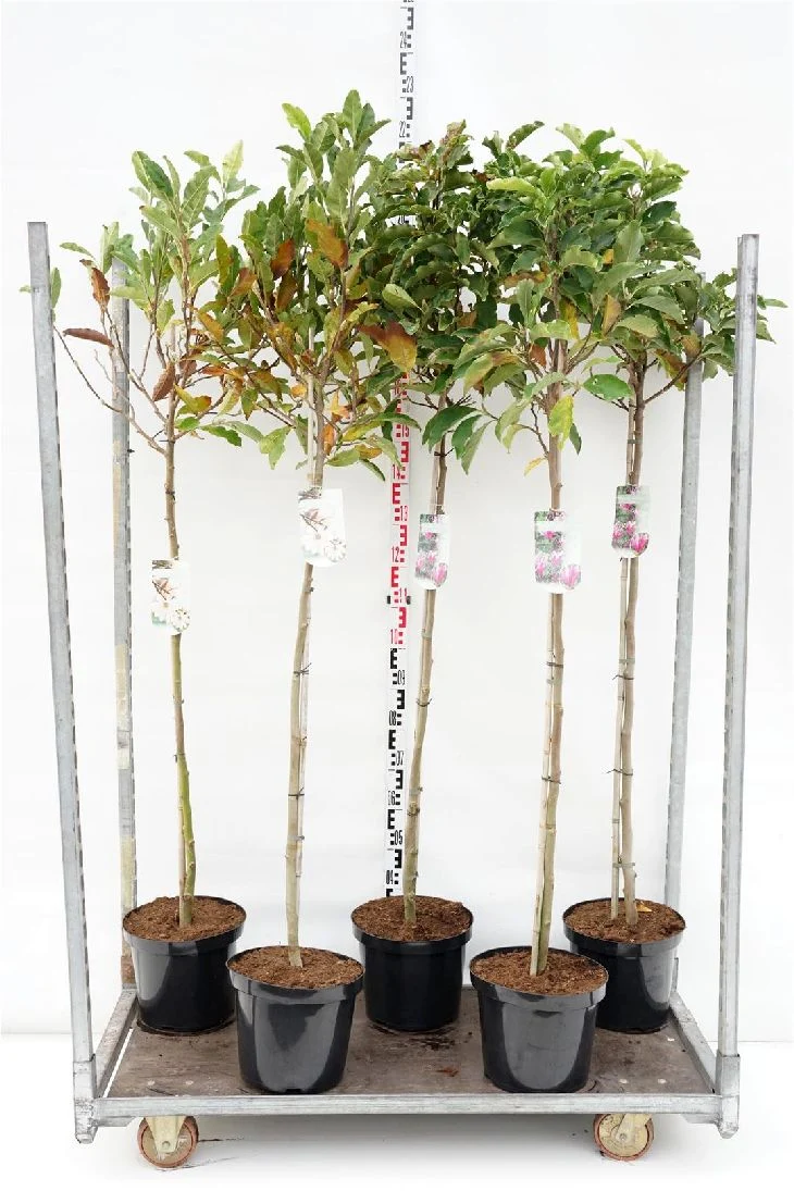 Magnolia i sorter 120 cm stam C10 (10 liters kruka)