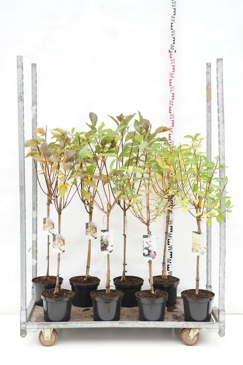 Hydrangea paniculata i sorter på 60 cm stam, C5 (5 liters kruka) / 23 cm kruka