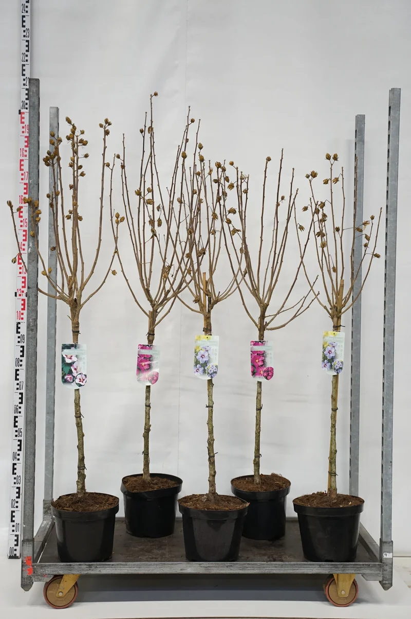 Hibiscus syriacus i sorter 60 cm stam C7,5 (7,5 liters kruka)