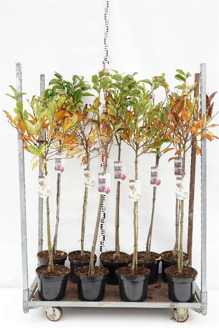 Magnolia i sorter 90 cm stam, C7,5 (7,5 liters kruka)