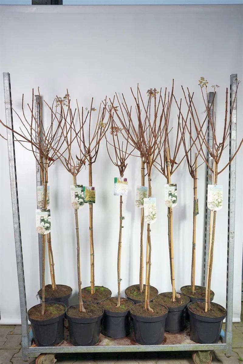Vipphortensia i sorter (Hydrangea paniculata) 90 cm stam, C7,5