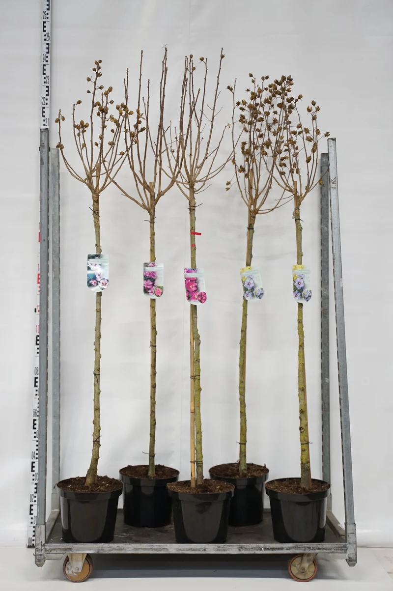 Hibiscus syriacus i sorter, 120 cm stam, C10 (10 liters kruka)