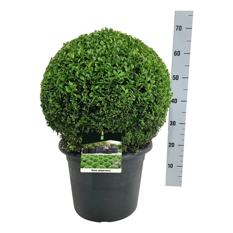 Buxus sempervirens Klot 40-45 cm, C15 (15 liters kruka)