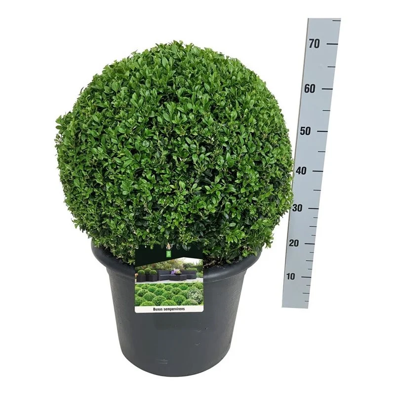 Buxus sempervirens 45-50 cm Klot C17 (17 liters kruka) Antracit