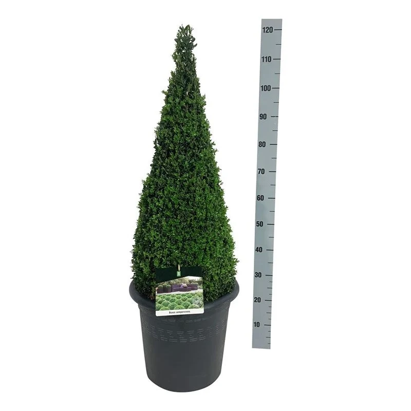 Buxus sempervirens 80-100 cm konformad C15 (15 liters kruka)
