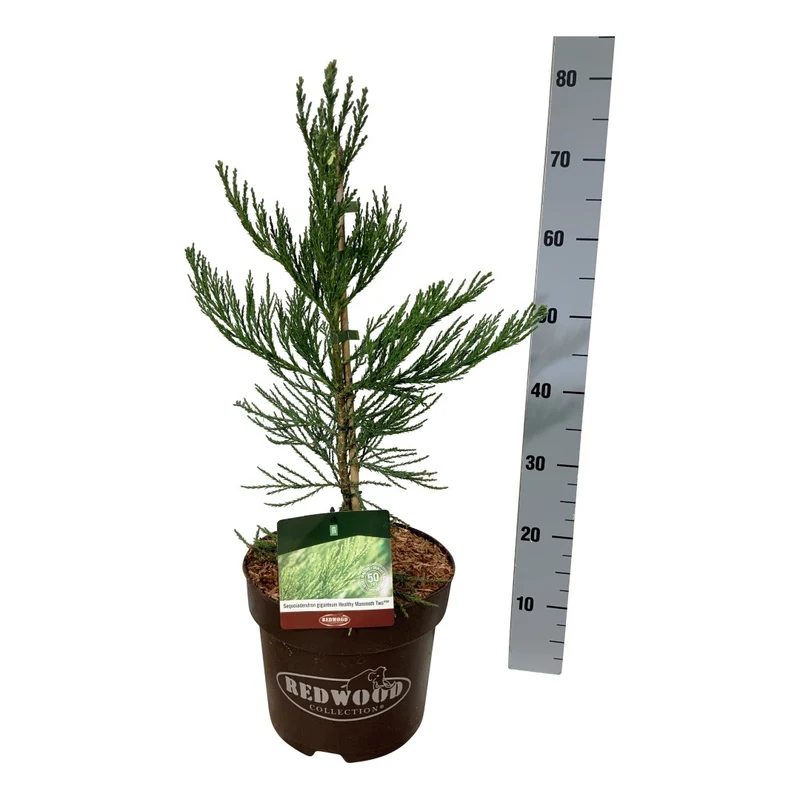 Sequoiadendron giganteum 'Healthy Mammoth Two' PBR C7,5 (7,5 liters kruka) 50-60 cm