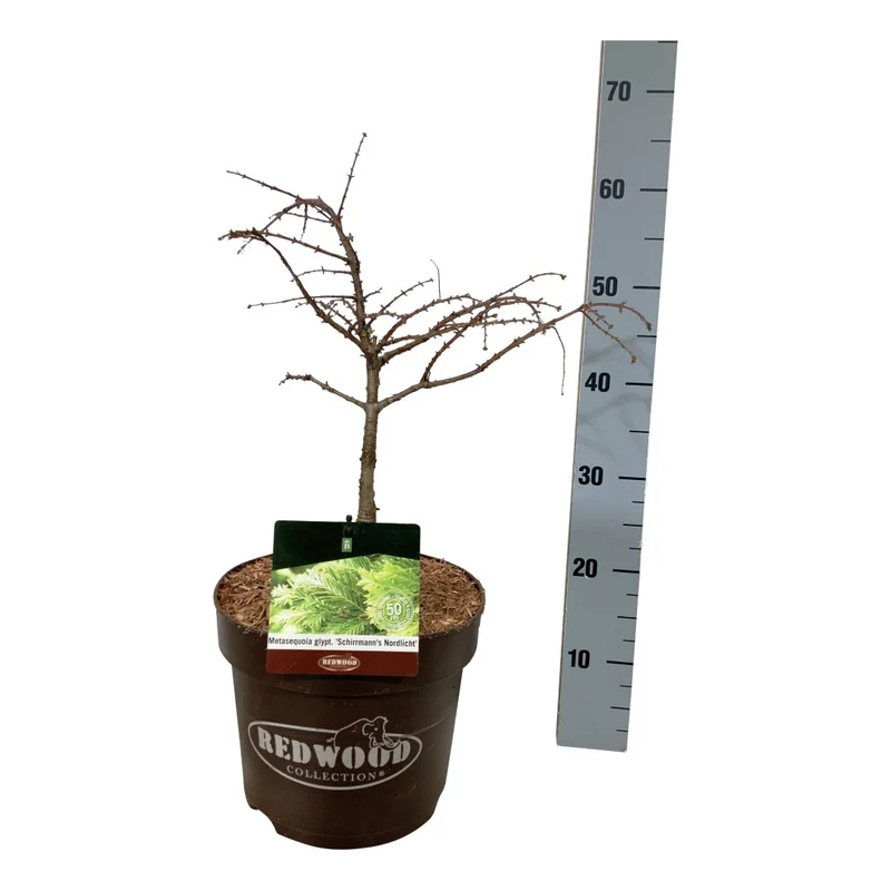 Metasequoia glypt. 'Schirmans Nordlicht' C7,5 (7,5 liters kruka) 40-50 cm