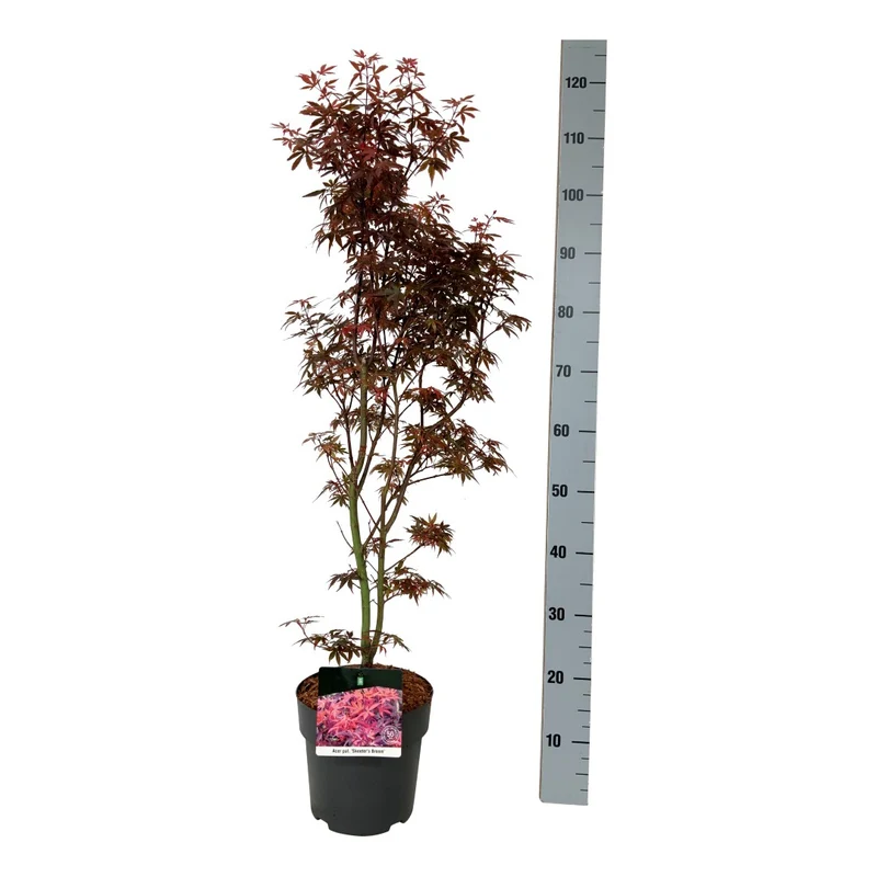 Acer palmatum 'Skeeter's Broom' C5 (5 liters kruka) 60-80 cm
