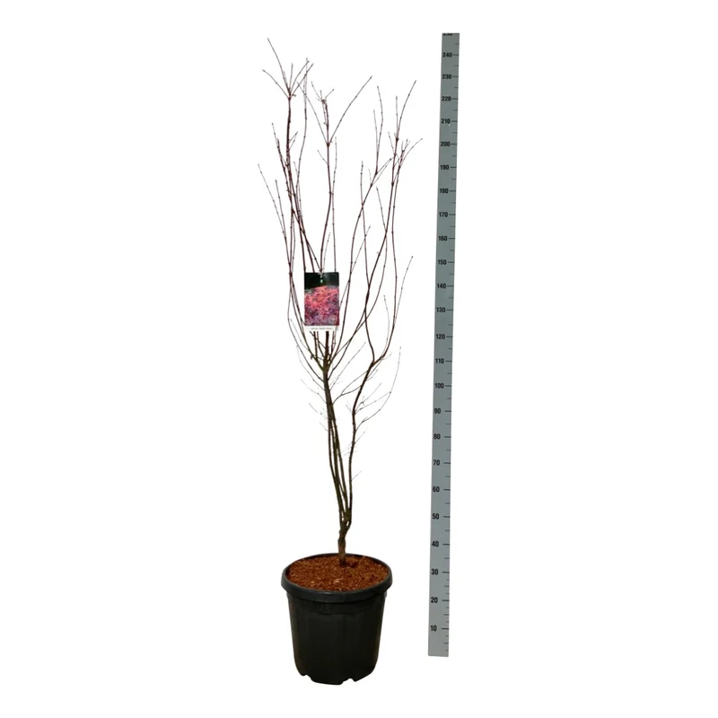 Acer palmatum 'Skeeter's Broom' 150-175 cm, C30 (30 liters kruka)