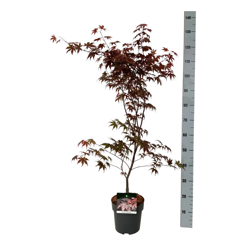 Japansk lönn Acer palmatum 'Bloodgood' C5 (5 liters kruka) 60-80 cm