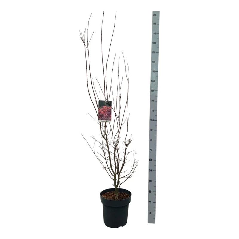 Acer palmatum 'Skeeter's Broom' C14 (14 liters kruka) 125-150 cm