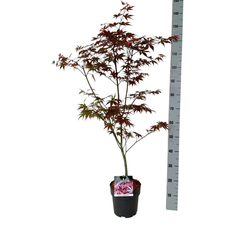 Acer pal. 'Atropurpureum' C5 (5 liters kruka) 60-80 cm