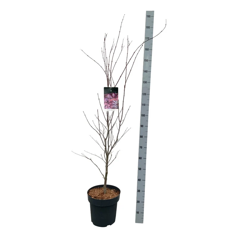Acer palmatum 'Atropurpureum' C14 (14 liters kruka) 125-150 cm