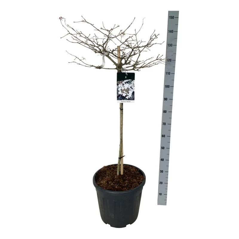 Araucaria araucana C4 (4 liters kruka) 30-40 cm