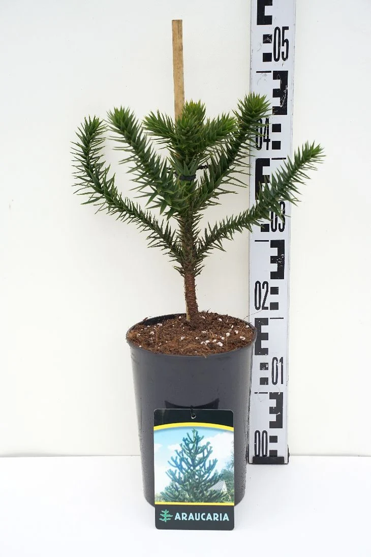 Araucaria araucana C3 (3 liters kruka) 25-30 cm