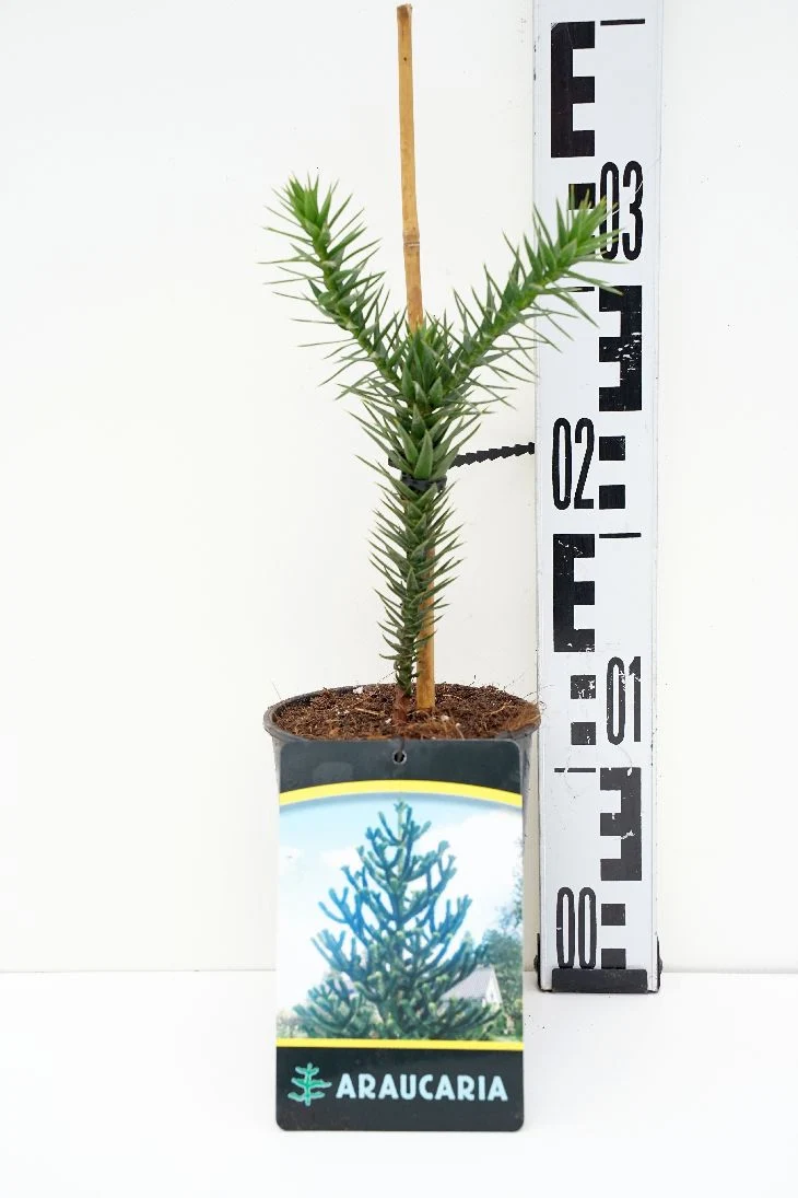 Araucaria araucana C1,5 (1,5 liters kruka) 15-20 cm