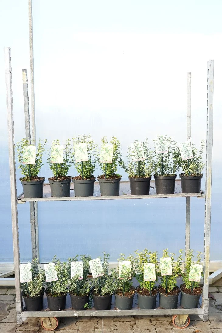 Euonymus fortunei C2 (2 liters kruka) 20-25 cm