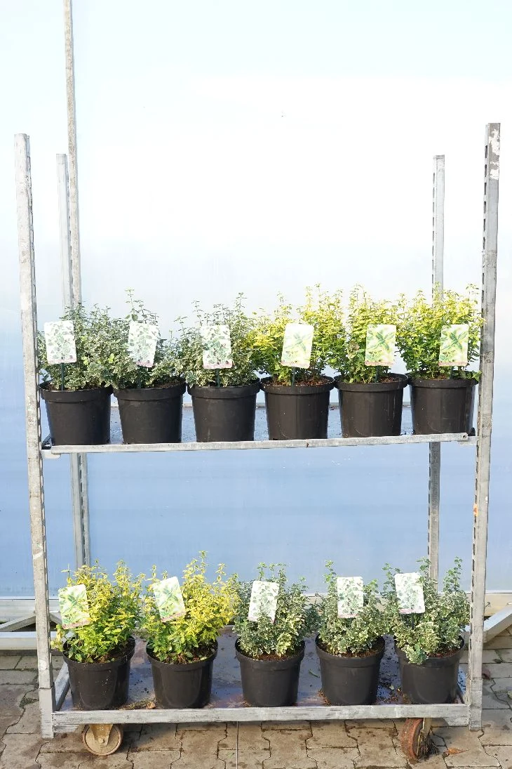Euonymus fortunei 25-30 cm C5 (5 liters kruka) / 23 cm kruka