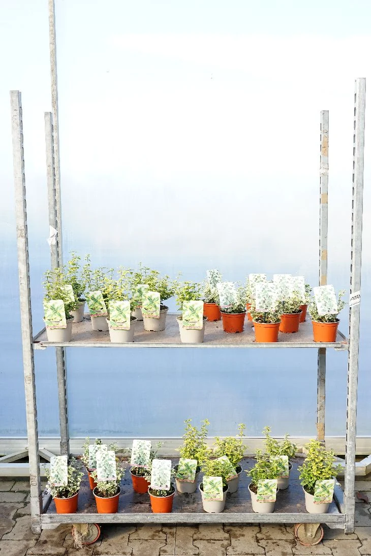 Euonymus fortunei C1 (1 liters kruka) / 13 cm kruka 15-20 cm