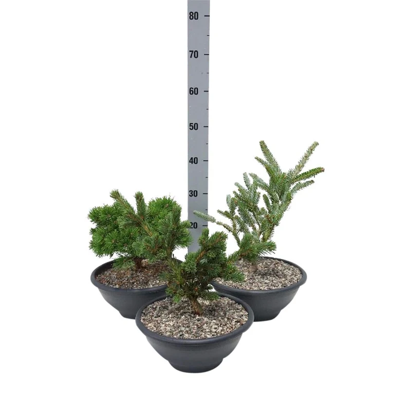 Mix av barrväxter och Ginkgo, C3 (3 liters kruka) / 19 cm kruka