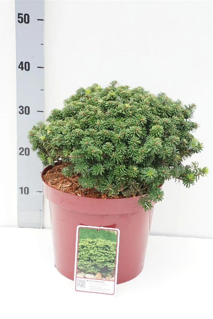 Abies koreana 'Brillant' C7,5 (7,5 liters kruka) 30–35 cm