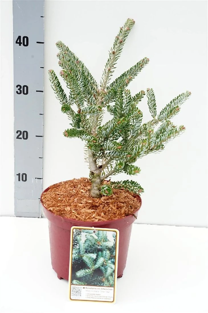 Abies koreana 'Silver Star' C2 (2 liters kruka) 20-25 cm