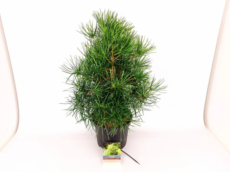 Sciadopitys verticillata C7,5 (7,5 liters kruka) 40-50 cm