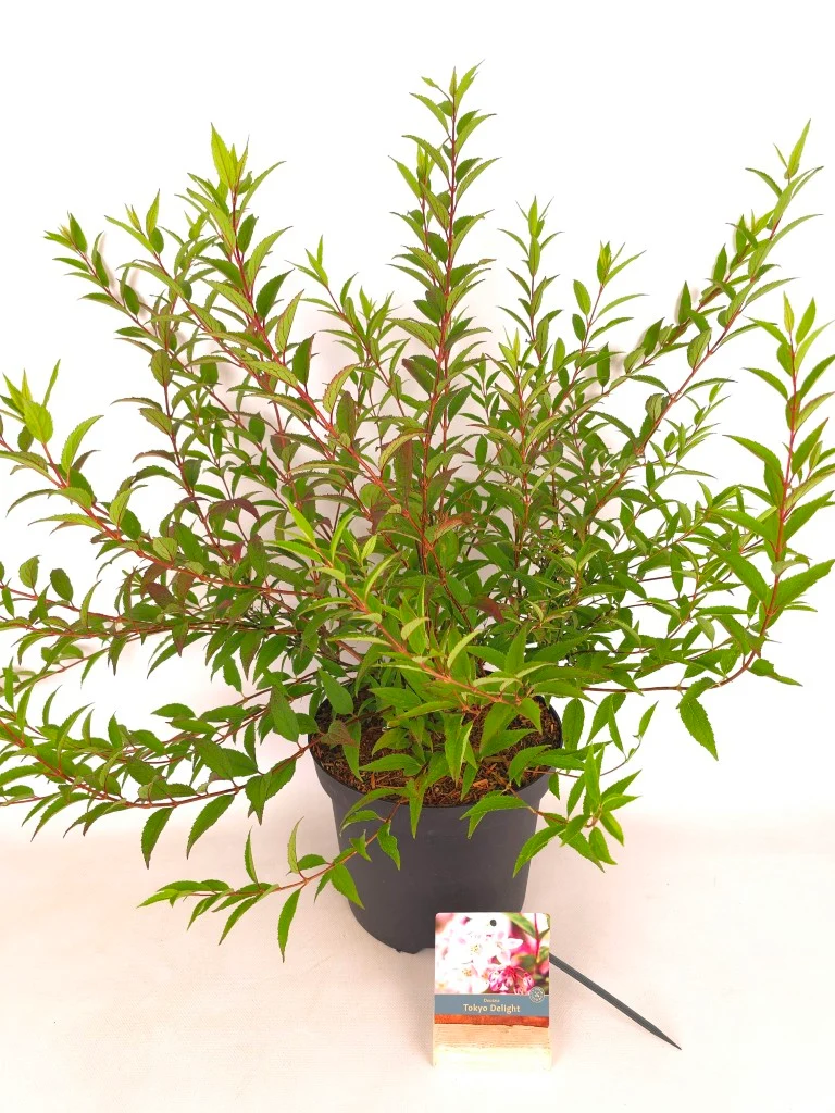Deutzia 'Tokyo Delight'® C7,5 (7,5 liters kruka) 40-50 cm