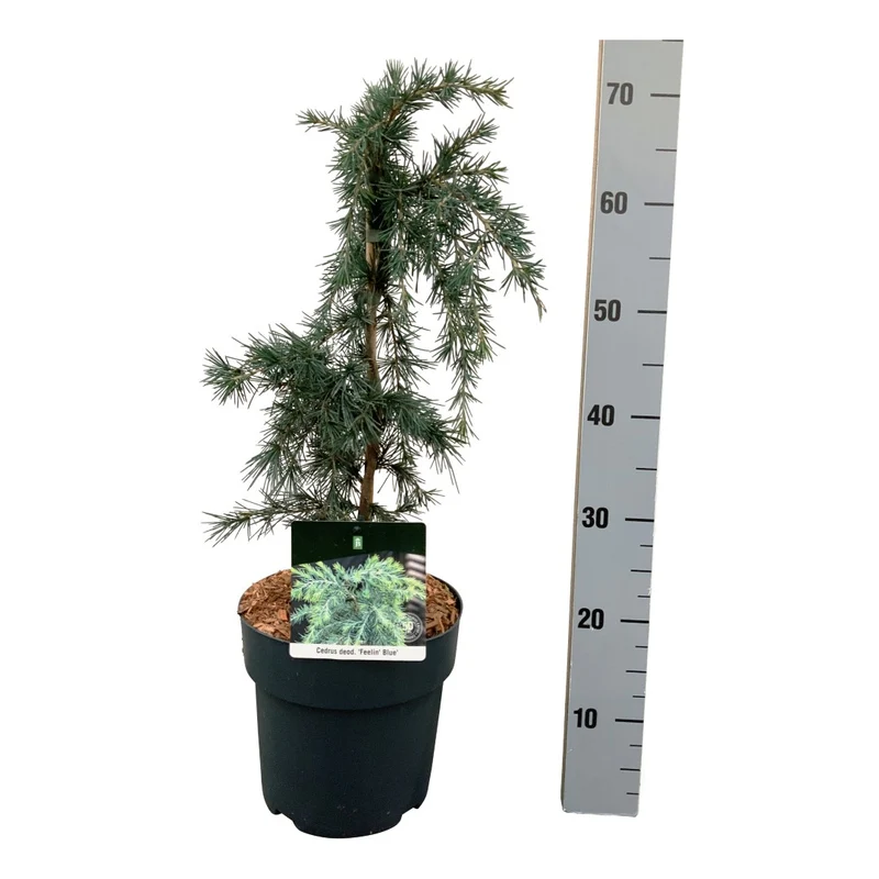 Cedrus deod. 'Feelin' Blue' 30-40 cm konisk C5 (5 liters kruka)