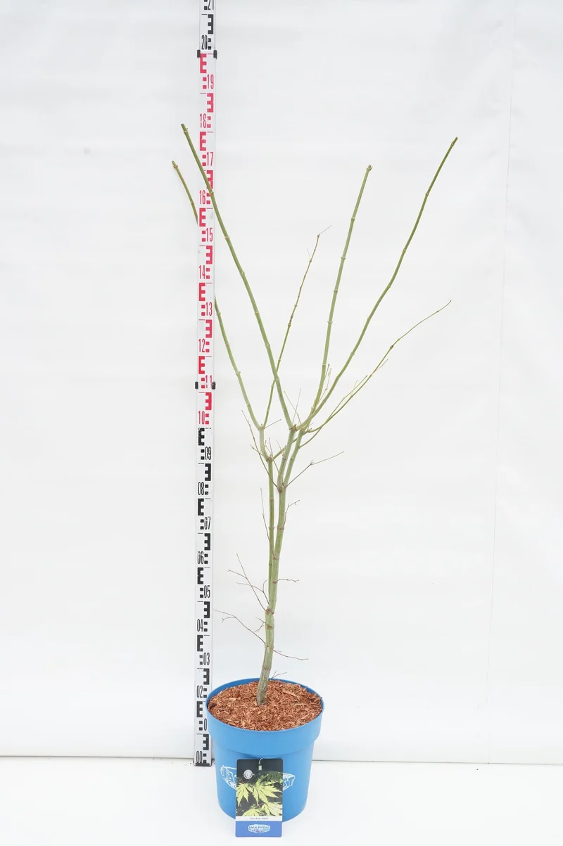 Acer 'Arctic Jade'® (Jack Frost) C15 (15 liters kruka) 125-150 cm