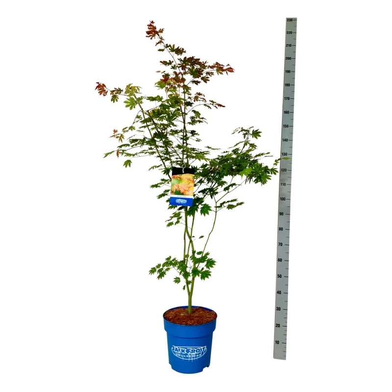 Acer 'North Wind'® (Jack Frost) C15 (15 liters kruka) 125-150 cm