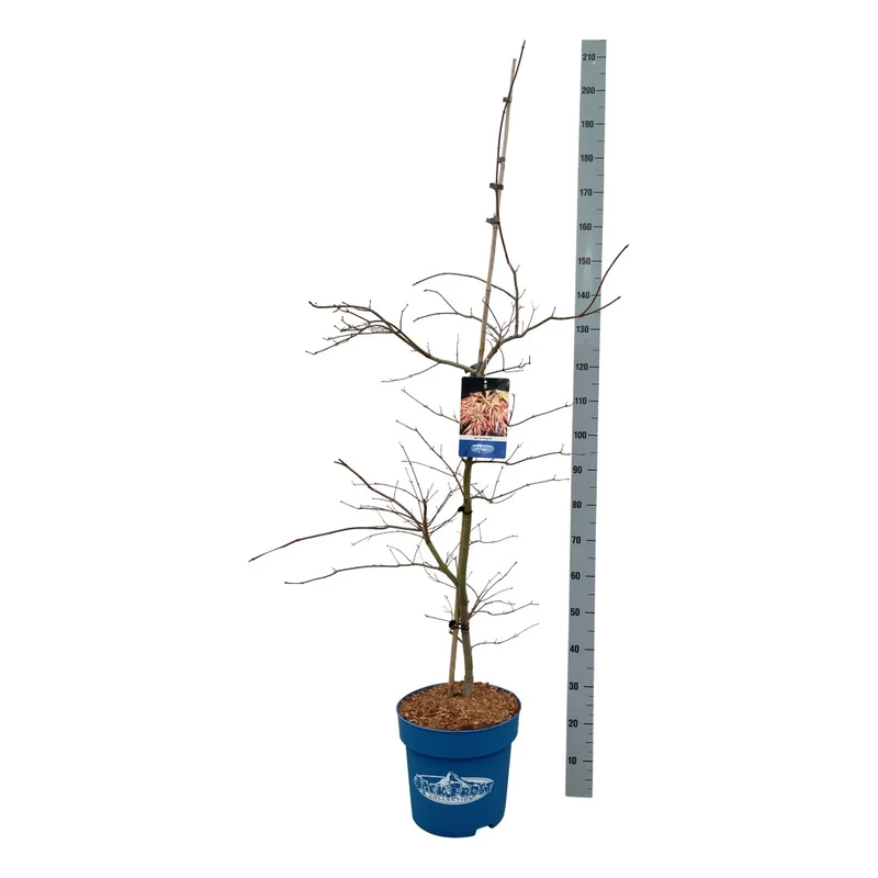 Acer 'Ice Dragon'® (Jack Frost) C15 (15 liters kruka) 125-150 cm