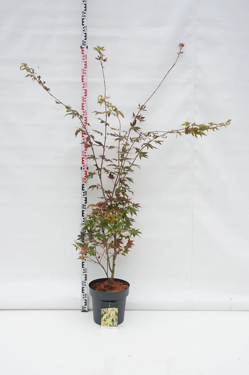 Acer palmatum 'Osakazuki' C14 (14 liters kruka) 100-125 cm