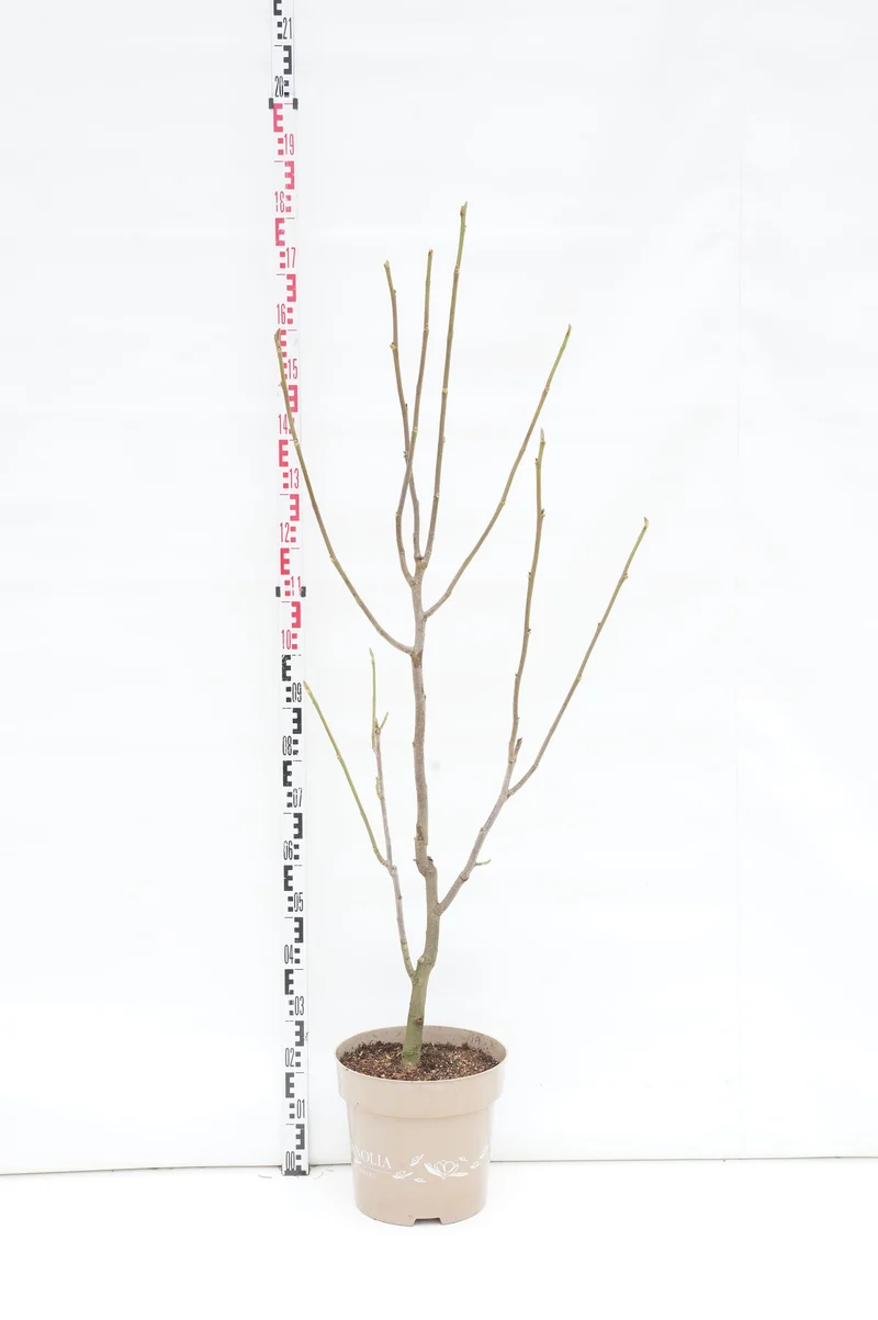 Magnolia 'Meganolia'® C15 (15 liters kruka) 125-150 cm