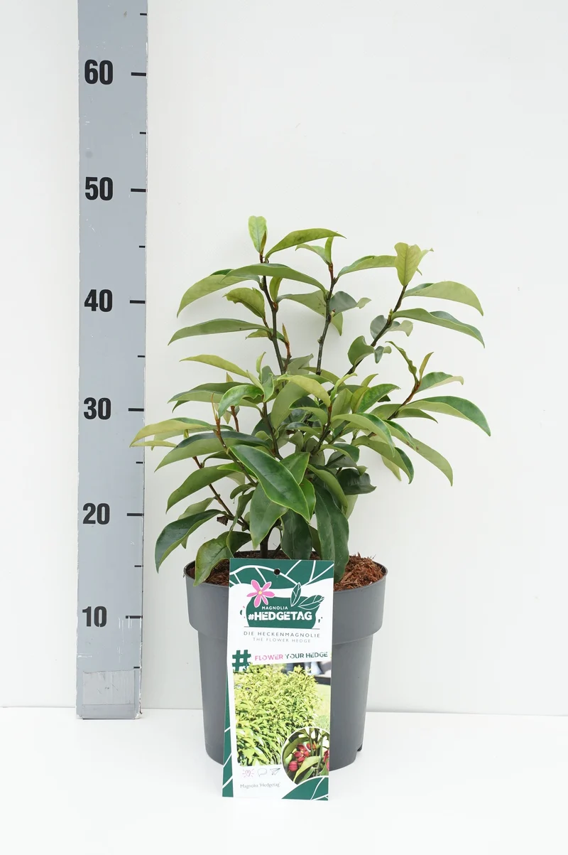 Michelia figo C4 (4 liters kruka)