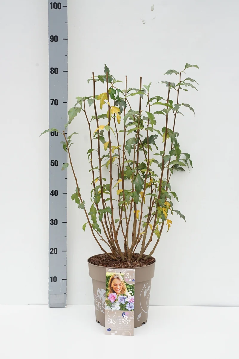 Hibiscus syr. 'Three Sisters'® C7 (7 liters kruka)