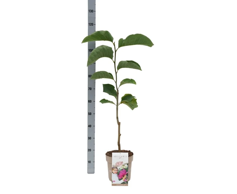 Magnolia 'Meganolia'® C7 (7 liters kruka)
