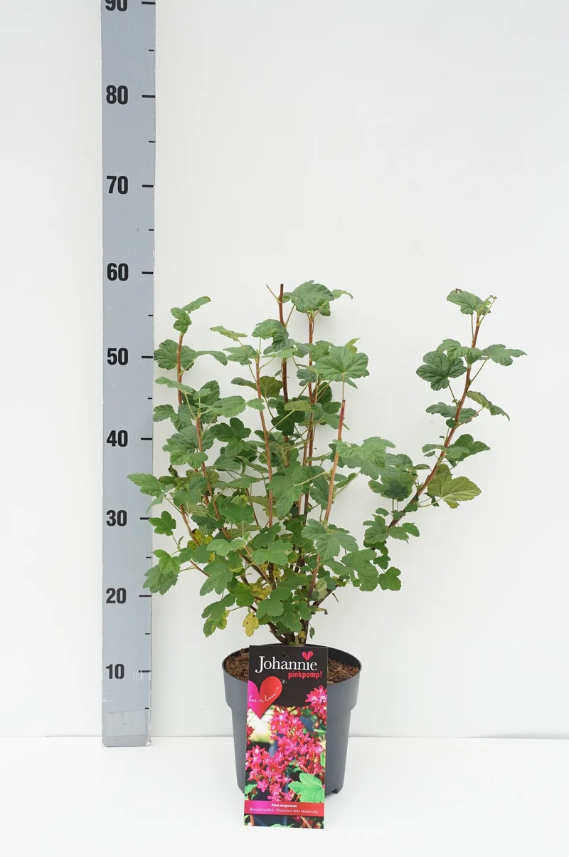 Ribes sang. 'Johannie Pinkpomp'® C2,5 (2,5 liters kruka)