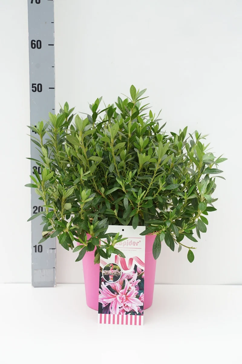 Rhododendron 'Pink Spider'® C4 (4 liters kruka)