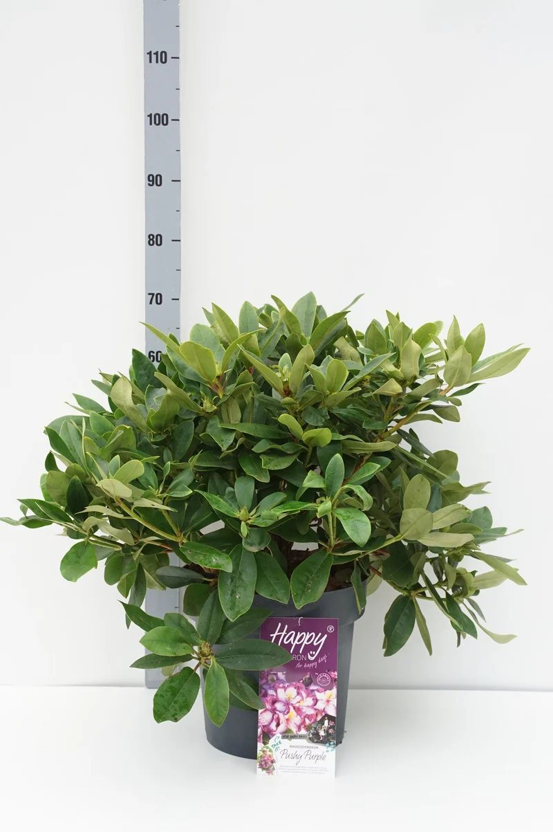 Rhododendron 'HAPPYdendron'® Pushy Purple C15 (15 liters kruka)