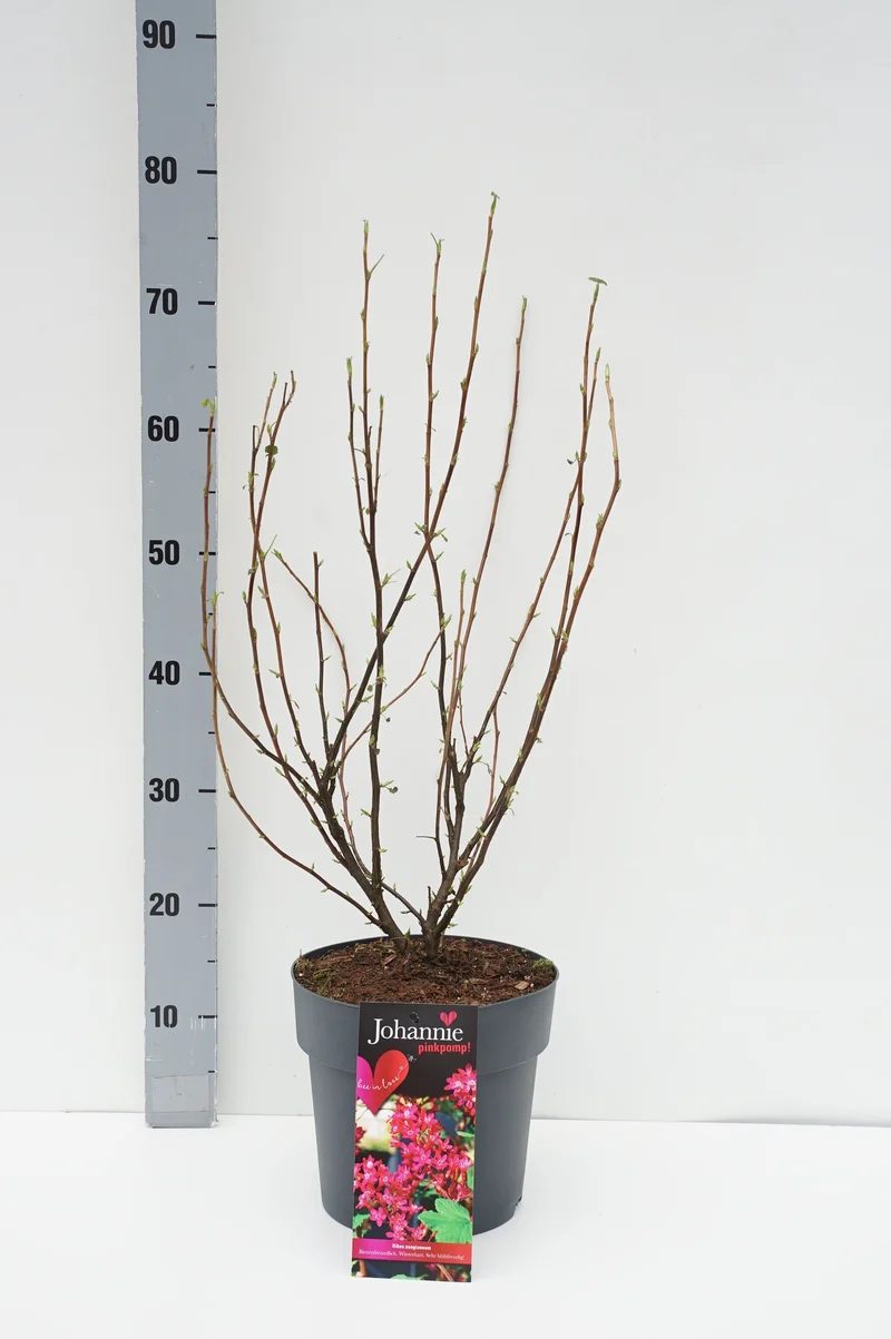 Ribes sang. 'Johannie Pinkpomp'® C4 (4 liters kruka)