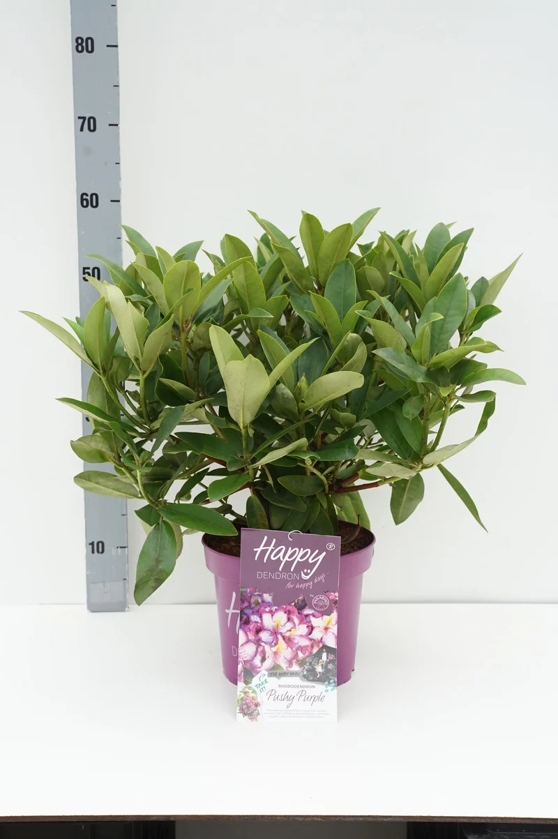 Rhododendron 'HAPPYdendron'® Pushy Purple C5 (5 liters kruka)