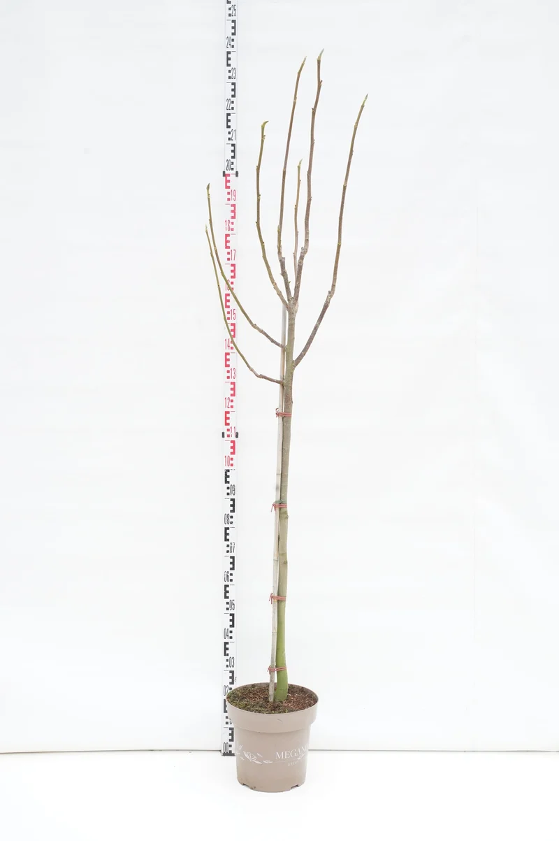Magnolia 'Meganolia'® 120 cm stam, C15 (15 liters kruka)