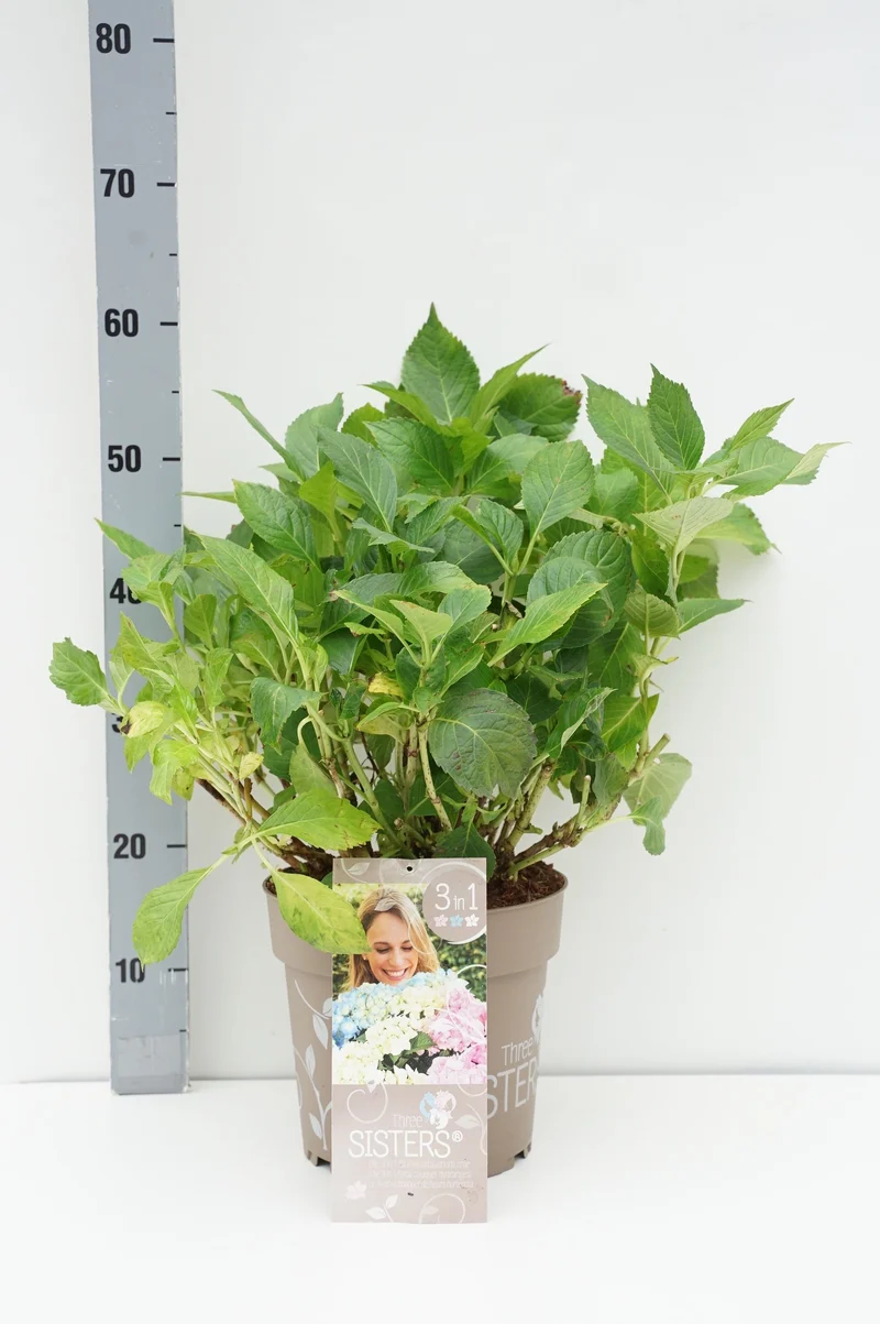 Hydrangea m. 'Three Sisters'® C7 (7 liters kruka)