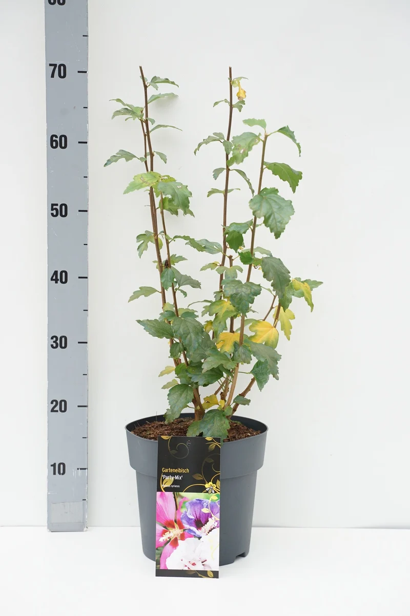 Hibiscus syr. 'Party Mix' C4 (4 liters kruka)