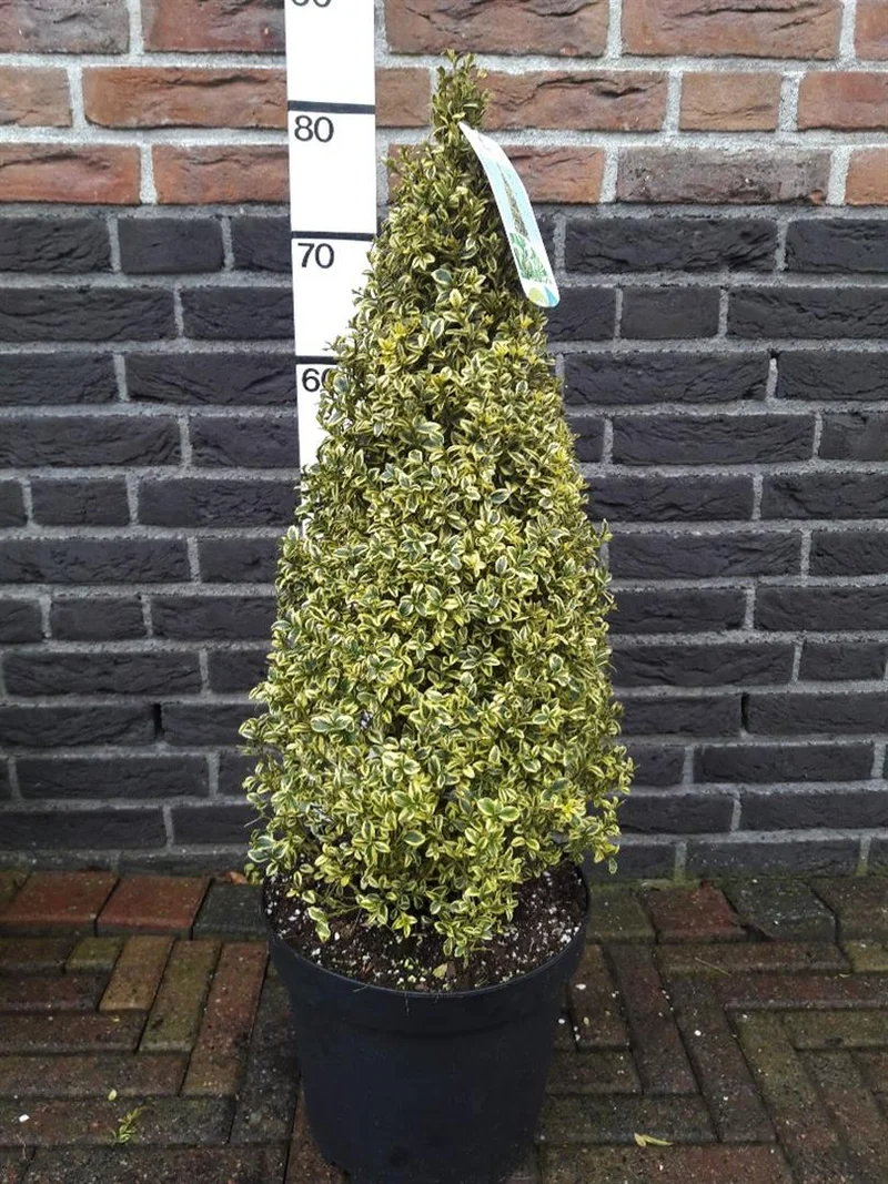 Buxus sempervirens 'Elegans' 50-60 cm kon, C7,5 (7,5 liters kruka)