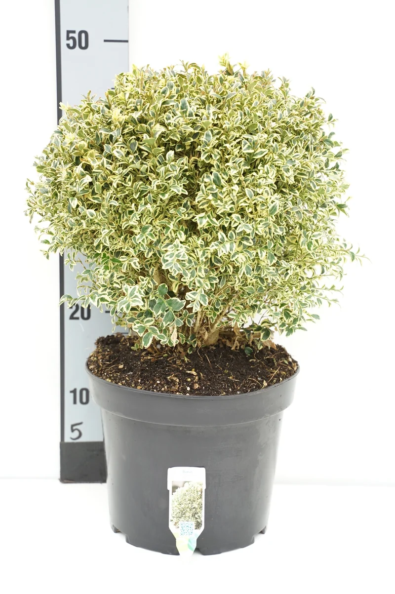 Buxus sem. 'Elegans' Klot 25-30 cm C5 (5 liters kruka)